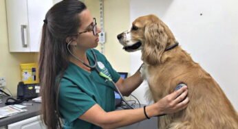 8 Cursos en línea para aprender veterinaria ofrecidos por las mejores universidades del mundo