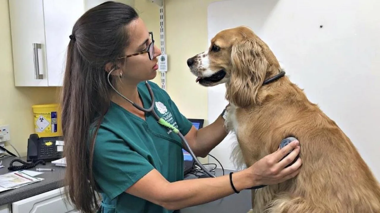 8 Cursos en línea para aprender veterinaria ofrecidos por las mejores universidades del mundo