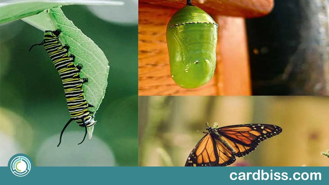 Aprende más sobre la genética y la evolución en línea: Curso gratis